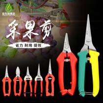 Fruit picking cutting stainless steel head scissors fruit cutting head cutting tomato gardening scissors gardening tools