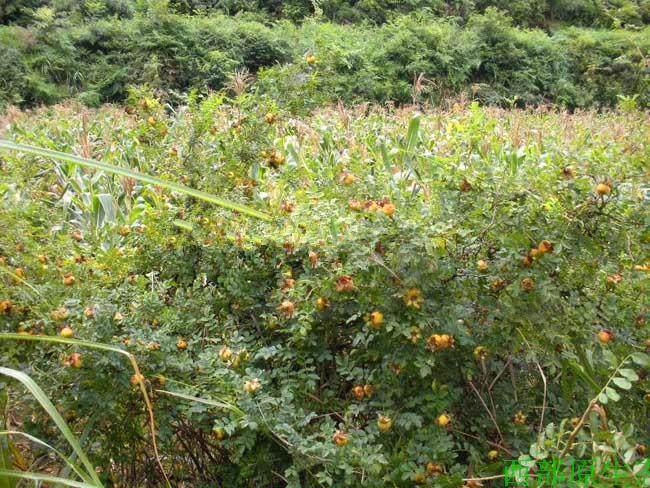 Ci Li Dried Fruit (Rosa roxburghii) — Guizhou Wild-Grown Herbal Tea Fruit, 500g quality and texture
