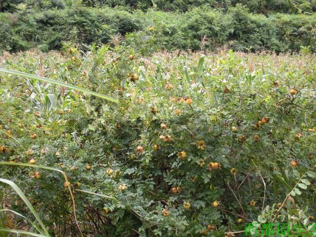 Ci Li Dried Fruit (Rosa roxburghii) — Guizhou Wild-Grown Herbal Tea Fruit, 500g key features