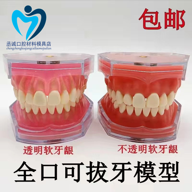 牙科模型口腔科教学模型 练习拔牙模型 拆卸模型 软牙龈 全口可拔