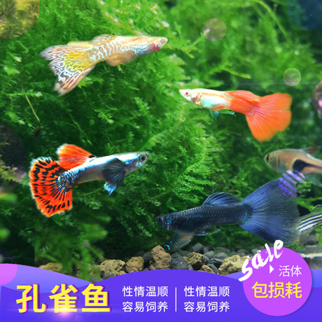 small ornamental fish