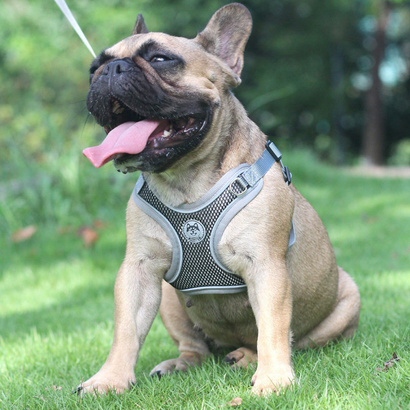 Walking dog rope holding baby bag Teddy Pomeranian cat traction rope small dog puppies dog vest chest holding baby bag dog rope