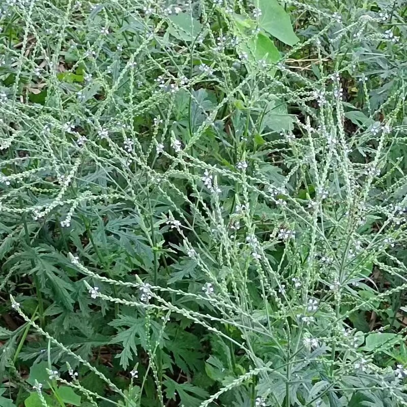 Fresh Guizhou Verbena, Seasonal New Crop of Verbena Shoots, Naturally Sun-Dried, Sulfur-Free Fresh Guizhou Verbena, Seasonal New Crop of Verbena Shoots, Naturally Sun-Dried, Sulfur-Free