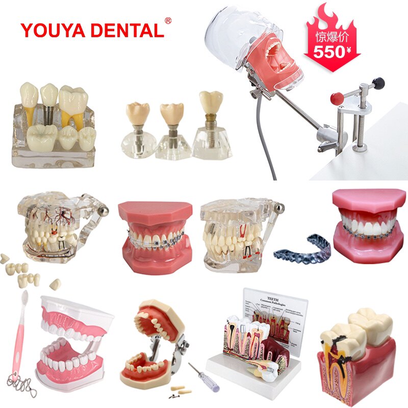Tooth Model Oral Teaching Model Cultivation Model Orthodontic Model Children Early Teaching Toothbrushing Model Dental Model-Taobao