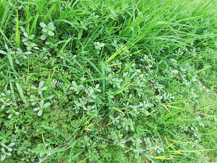 广东农家野生红茎有机新鲜马齿苋菜长寿菜野菜芥菜猪母菜清凉包邮