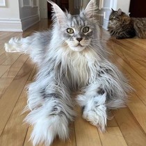 Maine Coon kitten purebred giant domineering smoke gray silver tabby long-haired Russian Coon cat pet kitten live