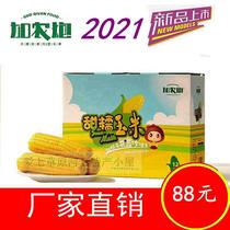 12 cannon waxy corn fresh corn cob sweet waxy corn corn sugar Corn Corn
