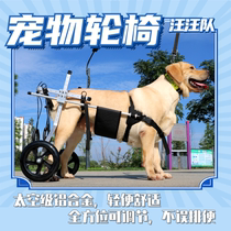 Dog paralysed wheel chair car gold wool rear leg disabled scooter with large aged dog assist bracket not mis-defecating