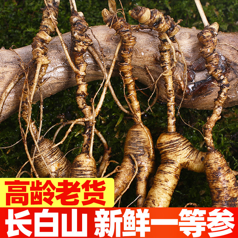 Wild ginseng fresh ginseng Changbai Mountain forest ginseng seed goods first-class ginseng soaking wine material Northeast wild old man 30 years