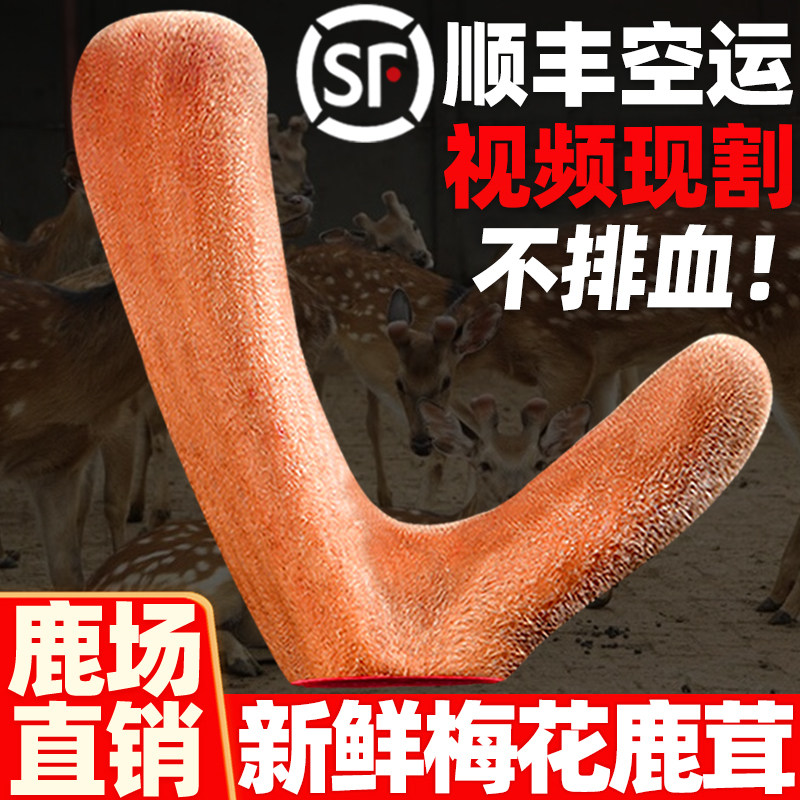 Fresh deer antler pruning fresh blood plum blossom deer fluffy slices wine medicinal herbs for men with whole root stubble two stag antlers