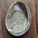 Мексиканский большой голубой раковина белый шалфей хвост с горящим дым