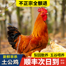 Big rooster native chicken free-range small rooster small chicken free-range chicken wood-fired chicken freshly killed whole chicken