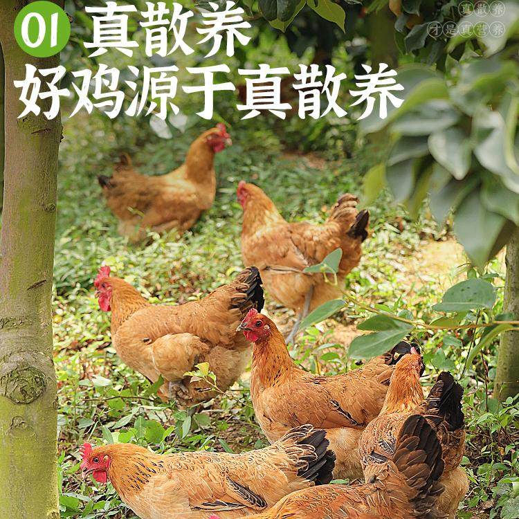 老母鸡土鸡农家散养鸡肉新鲜笨鸡走地鸡乌鸡活鸡新鲜现杀鸡整只有什么区别？-整鸡整鸡制品-淘宝好物网