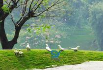 Outdoor landscape garden lawn garden pigeon sculpture courtyard jewelry stainless steel abstract metal bird ornaments