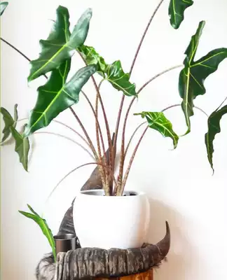 荷兰ins风萨利安海芋北欧网红植物alocasia Sarian 稀有绿植盆栽