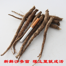 Fresh Adenophora Ginseng Seedlings 30 Wheels Codonopsis pilosula Miaoshan Carrot Bare Root Plant Garden Balcony Window Sill Purification