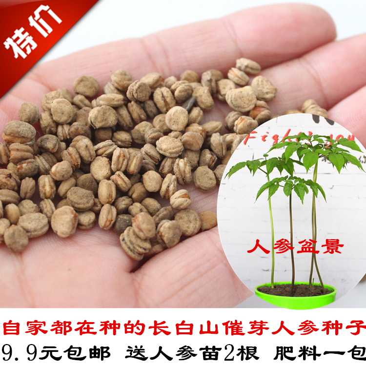 Changbai Mountain germinating ginseng seeds send live ginseng seedlings Jilin American ginseng wild ginseng interesting courtyard plants