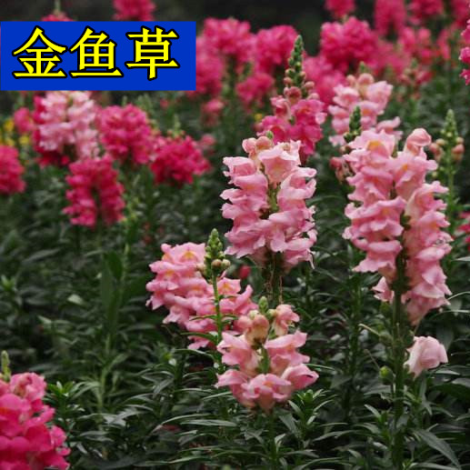 室外多年生花種子夏季宿根草本花卉植物易活金魚草四季種戶外花籽 室外多年生花種子夏季宿根草本花卉植物易活金魚草四季種戶外花籽
