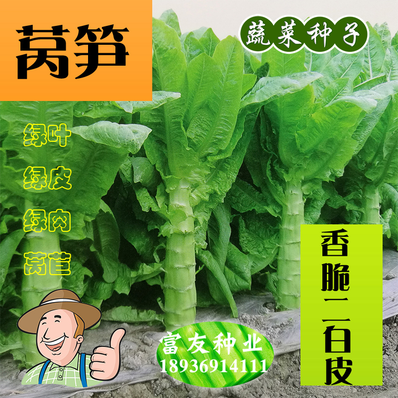 Fragrant Crisp Diced White Peel Lettuce Seeds Green White Leather Green Flesh Green Leaves High Stakes Crisp Slightly Sweet And High-yield Potted Lettuce Seeds