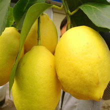 11.9元包邮  罗克珊 四川安岳柠檬 6斤