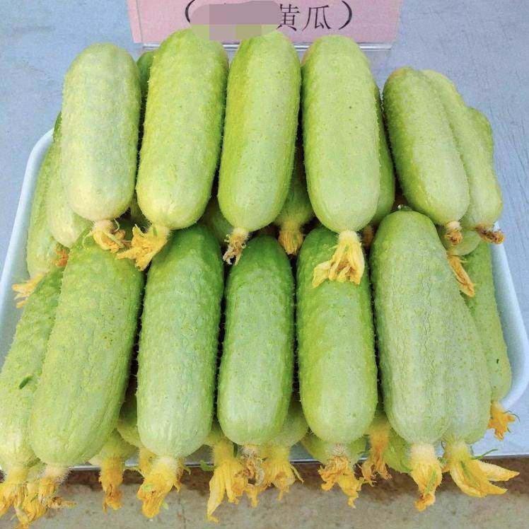 现货新鲜西葫芦瓜嫩茄瓜茭瓜三月瓜番瓜农家菜瓜！产地直发包邮，吃出