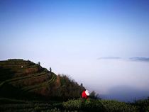 Huitong County Huaihua City Hunan Province Baotian green tea 18 yuan a pack