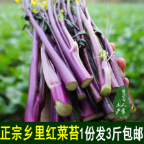 Fresh purple caitai cai xin