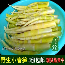 lei sun fresh bamboo shoots bamboo shoots bamboo shoots you men sun pickled Benedict shoots now dig farm wild vegetable bamboo shoots