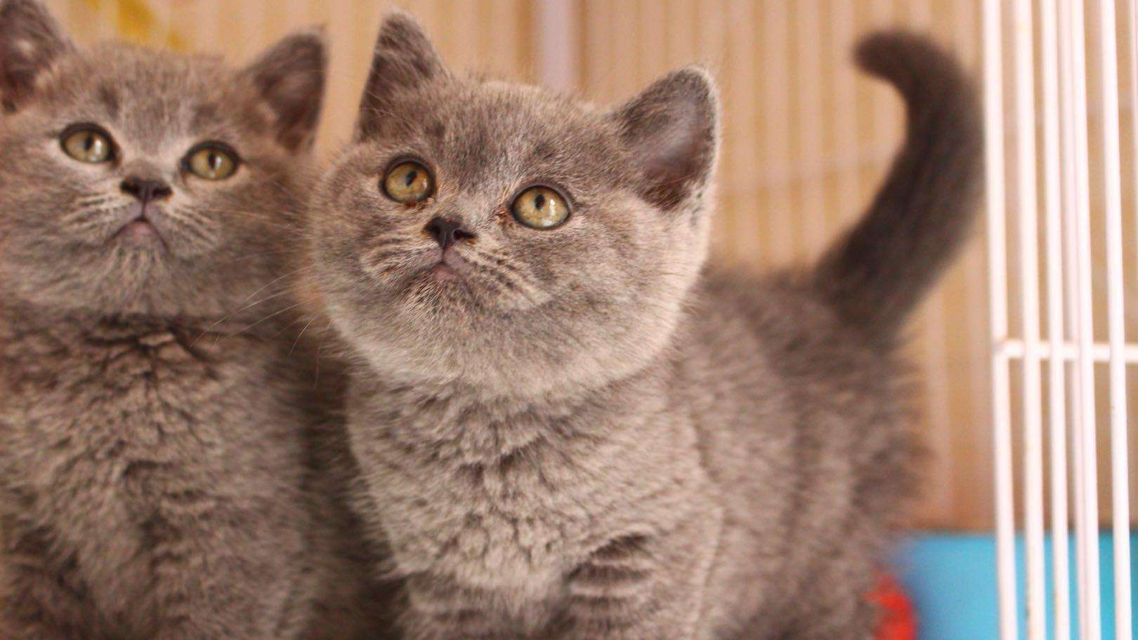 室内饲养的猫幸福吗?结果令人震惊