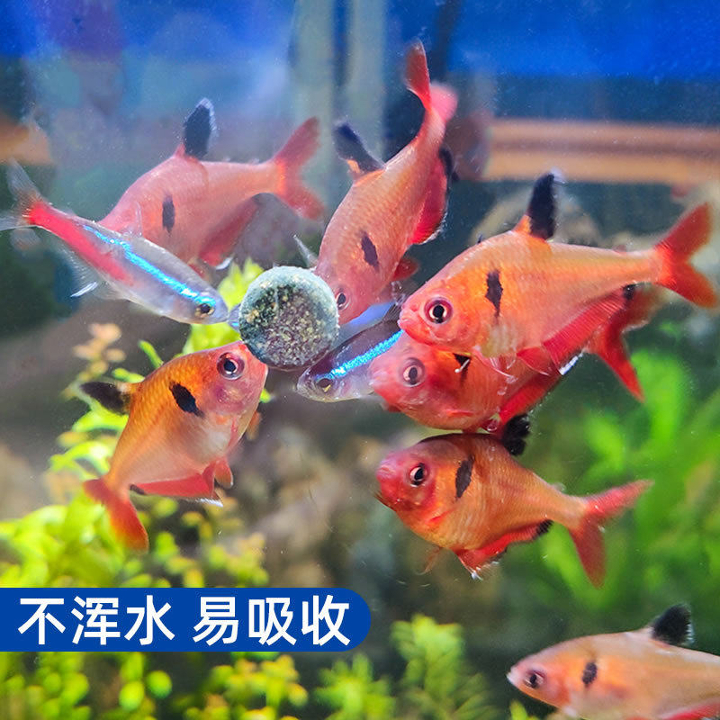 Senson patch feed tropical fish feed colourful fairfish small lampfish fish pistol fish food