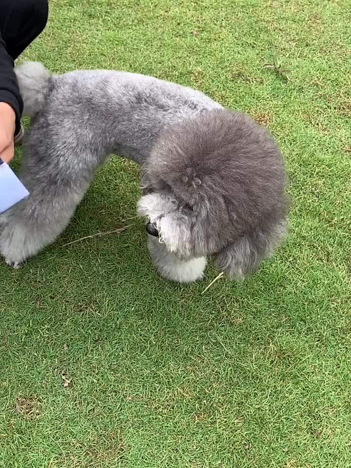 Pet Fashion Harness Vest & Clothes Puppy Pet Harness Teddy Poodle Pet