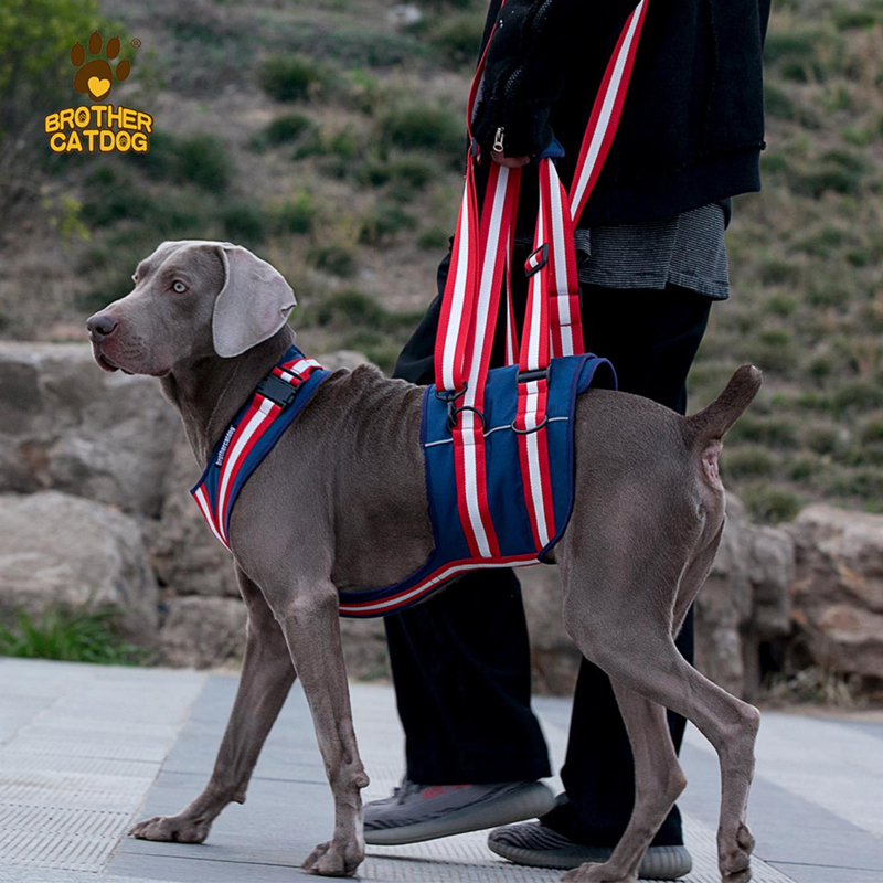 Pet aid with elderly dog injured dog boost with physical and mental impairment dog stent front leg rear leg powerless to pull