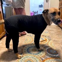 Pet tights prevent hair loss anti-pressure anxiety four-legged underwear