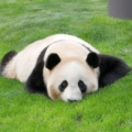 袜迹的LOGO
