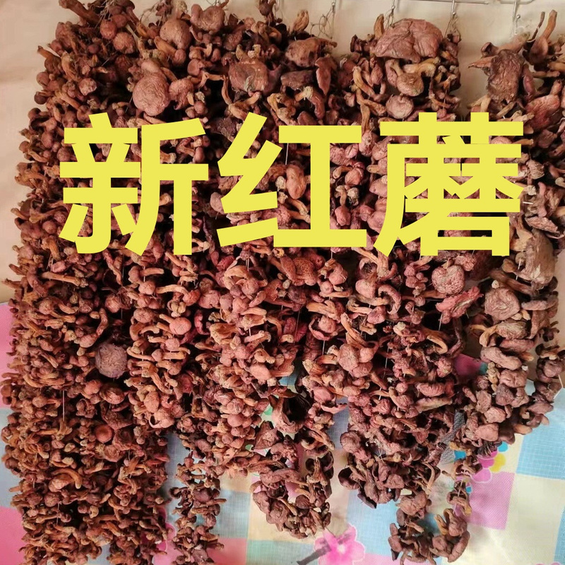 Chaoyang Specialty Red Mushrooms, Authentic Northeastern Red Mushrooms, Dried Goods, Mountain Produce, Chicken Stewed with Mushrooms, Pine Umbrella Mushrooms, Meat Mushrooms, Mountain Delicacies, Red Mushrooms