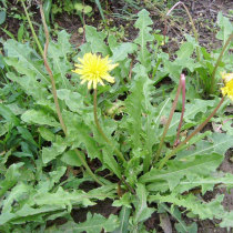 Seed seed of dandelion seed Mother-in-law planting Balcony special seed seed potted vegetable Live seedling larvae vegetable seed