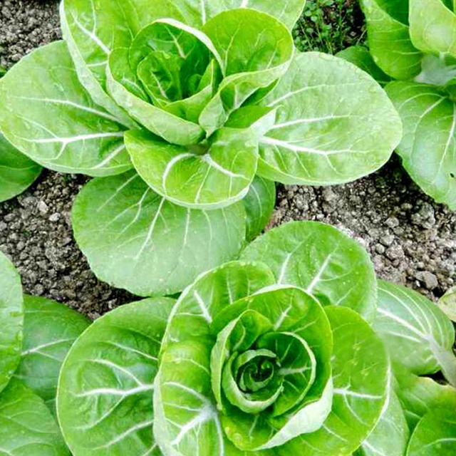 Milk cabbage seeds, dwarf seeds, four seasons, autumn and winter, small greens, rapeseed, rapeseed, yellow