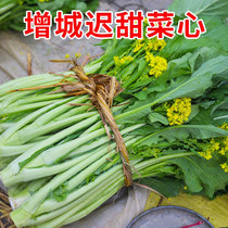 Guangdong Zengcheng Chi Caixin seeds seeds High-footed beet moss High-yielding greens rapeseed seeds four-season vegetable seeds