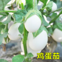 Eggplant seeds seeds white eggplant gold and silver eggplant white round eggplant spring four seasons potted vegetables eggplant seedlings