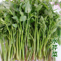 Water celery seeds seedling seedling seedling northeast small parsley seedling seedling solid celery old varieties four seasons vegetable rapeseed