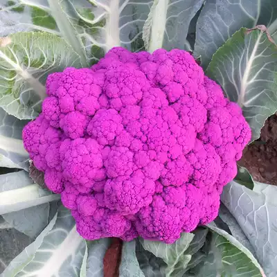 食用紫色菜花椰菜种子紫西兰花种籽春秋播盆栽大田盆栽蔬菜种孑子