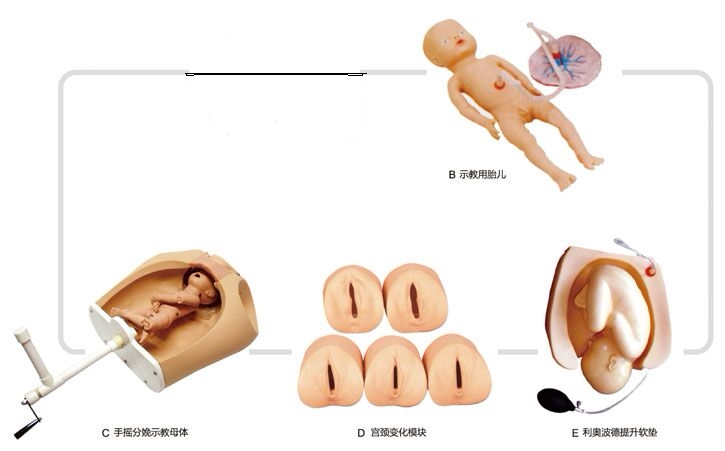 高级腹部触诊分娩机转综合模型 分娩机转示教模型