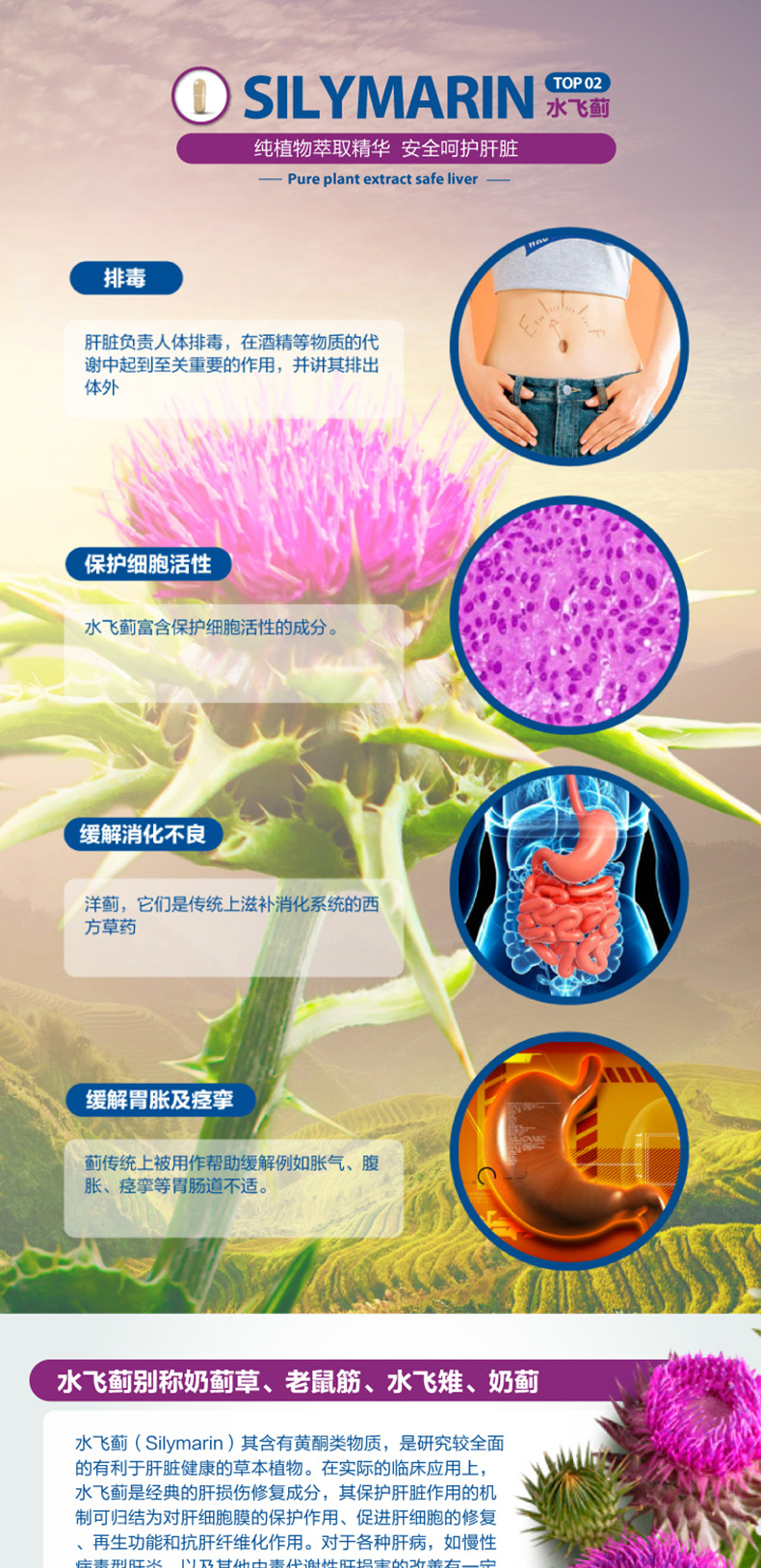 [Trực tiếp] Đức Ao Shibao Night Essentials Sản phẩm dinh dưỡng Viên nén gan Sữa Thistle gan Detox Sản phẩm sức khỏe - Thức ăn bổ sung dinh dưỡng viên dầu cá omega 3