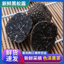 Fresh wild black truffle 3-5 boutique small Yunnan Shangri-La specialty pig arch fungus mature black mushroom