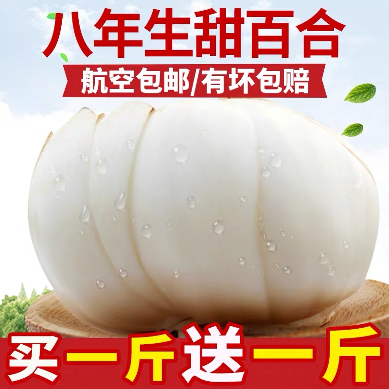 Gansu new dig Lanzhou lily Fresh lily edible raw pure sweet white 500g non-dry premium specialty