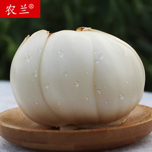 【农兰】甘肃特产绿色新鲜百合500g