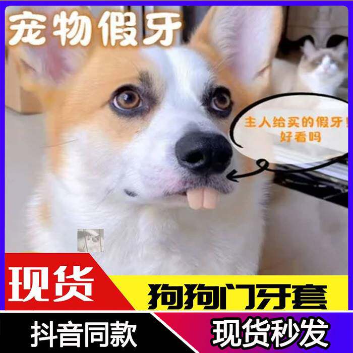Dog dentures pet corgi toy funny spoof dog groundhog rabbit front teeth buck teeth dentures shaking