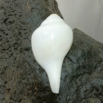 Tibet White Sea snail (large number) levo-fa snail right handheld instrument length 22 2 cm