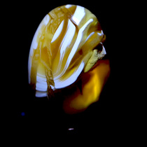 Xiaogui Beeswax Natural Raw Ore Russian Honey Porcelain White Flower Karst Cave Beeswax Egg Noodle Pendant