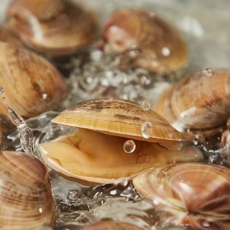 大连海鲜攻略:丹东黄蚬子,鲜活无沙大蛤蜊,网红海鲜食材新宠!-青口贝-淘宝百科网